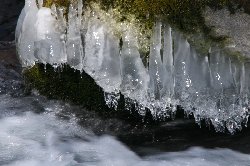 苔の氷も綺麗