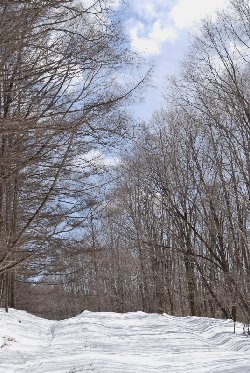 雪の棒道