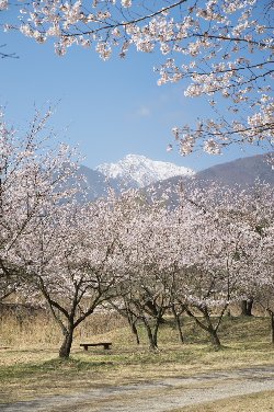 白州の桜