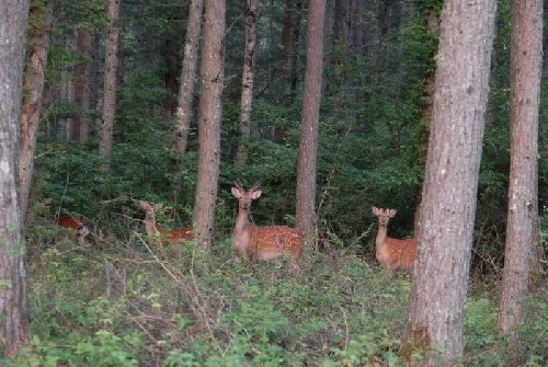 若い鹿の群れ