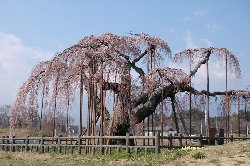 神田（しんでん）の大糸桜