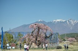 大糸桜