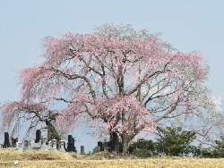 田端の桜