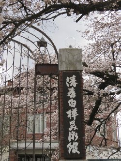 芸術村の正門と桜