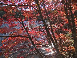 湖畔を彩るドウダンツツジの紅葉