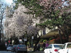 桜咲くロブソン通り脇道
