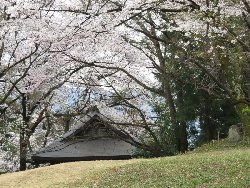 新府城址の桜