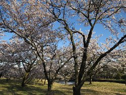 白州の桜