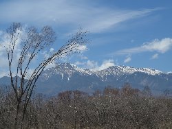 八ヶ岳と雨氷被害で曲がった木