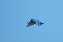 ムジルリツグミ　Mountain Bluebird