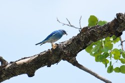 ムジルリツグミ　Mountain Bluebird