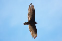 ヒメコンドル　Turkey vulture