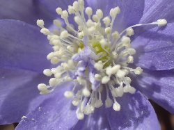 キクザキイチゲ（薄紫花）