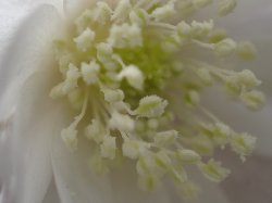 キクザキイチゲ（白花）