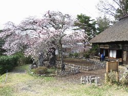 高森観音堂の桜