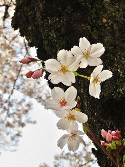 胴吹きの桜