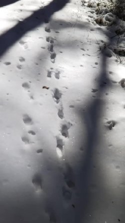 鹿の足跡