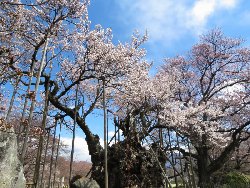 実相寺の神代桜