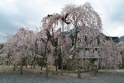 樹齢４００年以上のしだれ桜